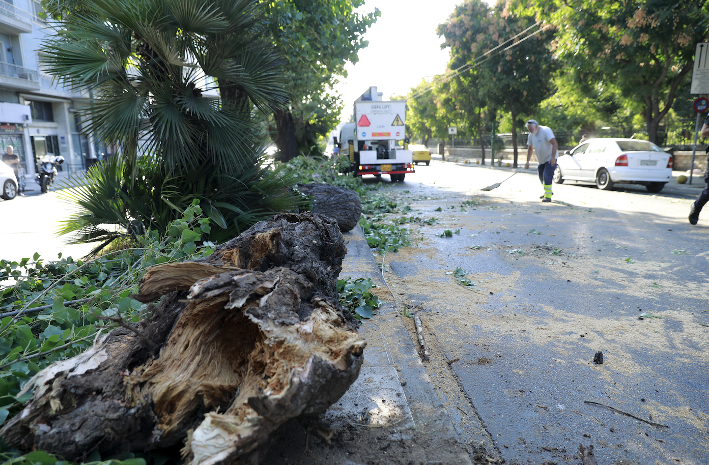 Πτώση δέντρου στη λεωφόρο Αλεξάνδρας – «Σημειωτόν» η κυκλοφορία-1