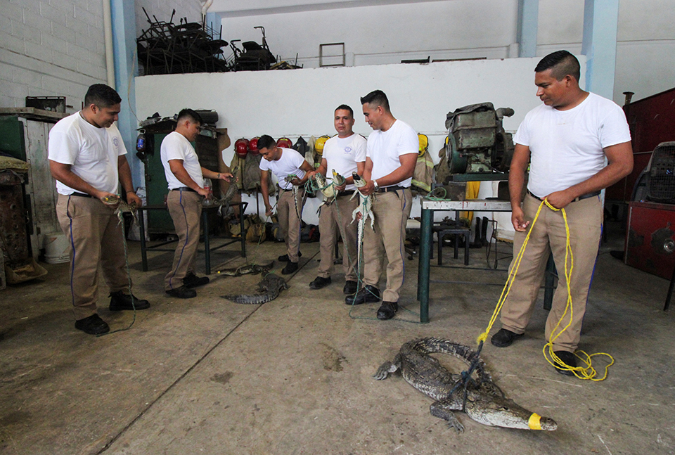 Μωβ λιβάδια-2