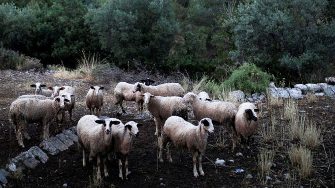 τα-αναπάντητα-ερωτήματα-για-τα-κρούσμ-563139049