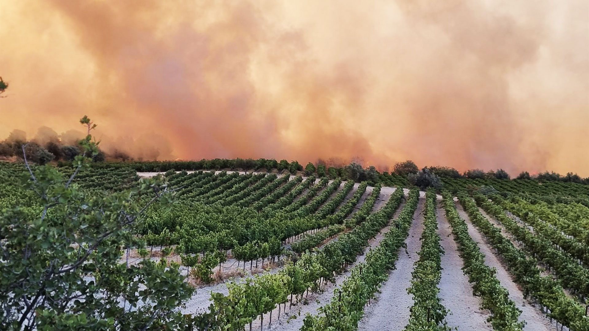 αμπέλια-χάθηκαν-στις-φλόγες-καλλιέργ-563125483