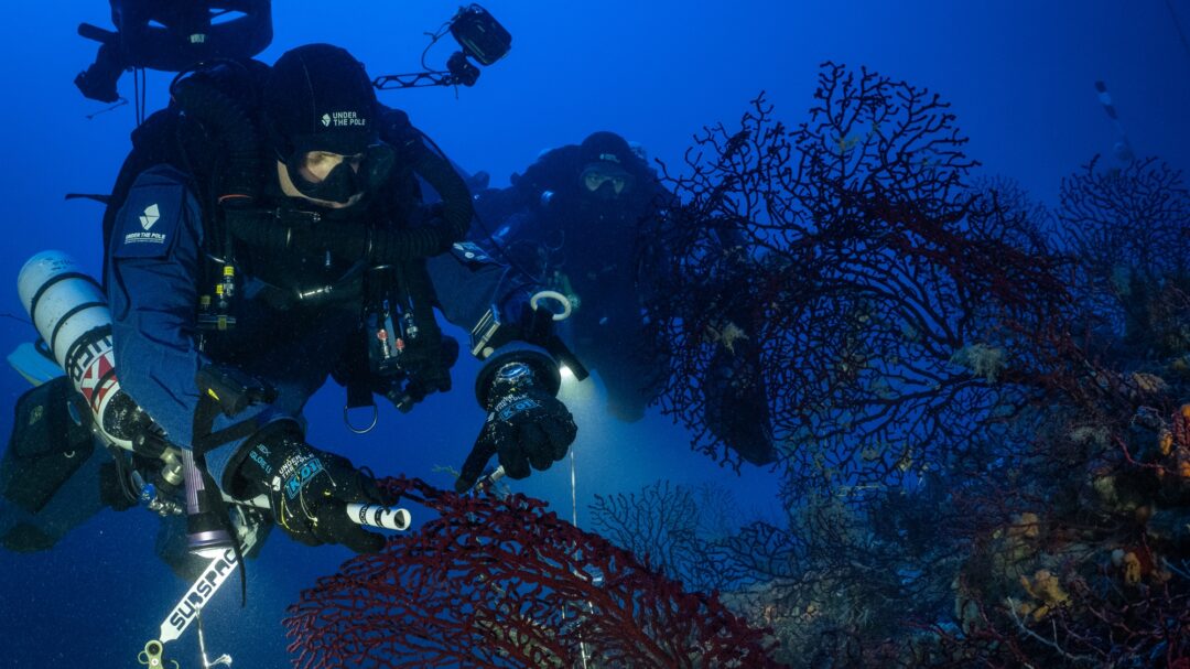 κατάδυση-στα-κοράλλια-του-αιγαίου-563147041