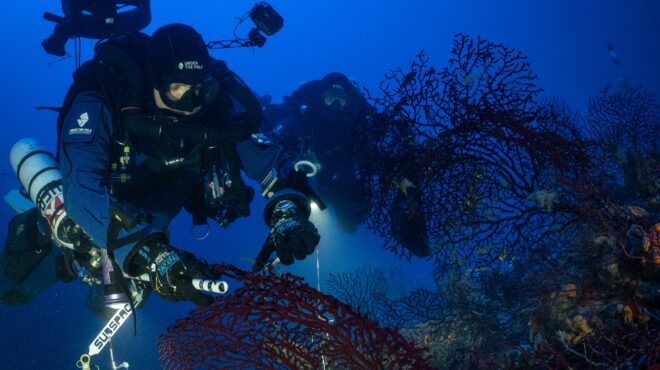 κατάδυση-στα-κοράλλια-του-αιγαίου-563147041