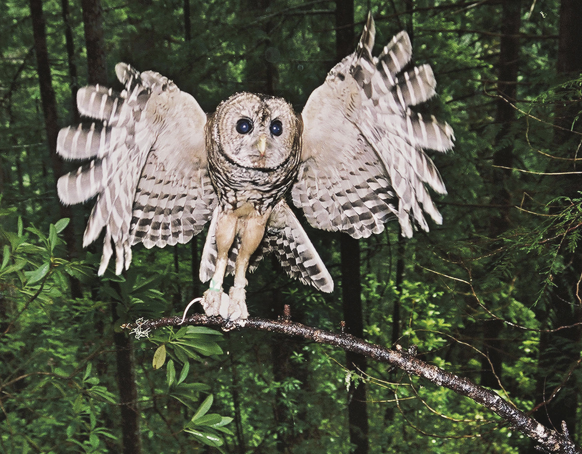 «O θάνατός σου, η ζωή μου» για μισό εκατομμύριο κουκουβάγιες-2