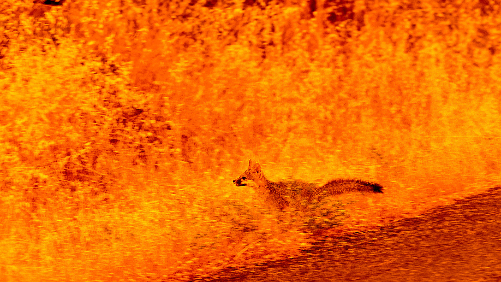 Μαίνεται η μεγάλη πυρκαγιά στην Καλιφόρνια – 4.000 πολίτες έχουν εγκαταλείψει τα σπίτια τους-2