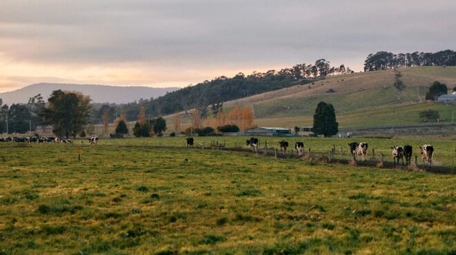 τασμανία-γάλα-από-αγελάδες-με-μικρό-π-563137546