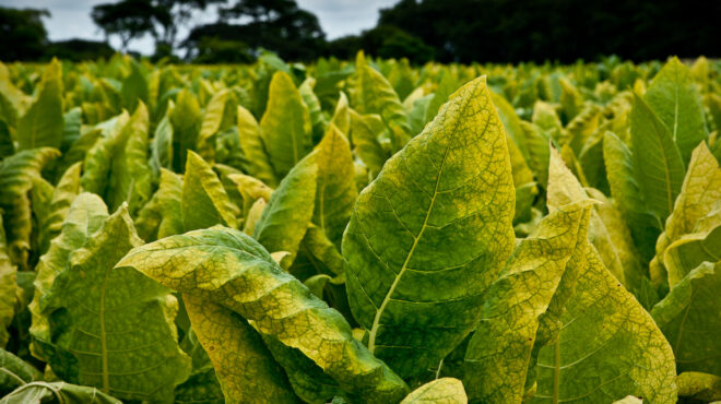 jti-δημιουργώντας-αξία-με-βιώσιμο-τρόπο-563121340