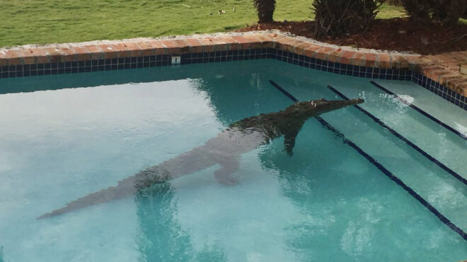 η-μπέριλ-έβγαλε-εκατοντάδες-κροκοδ-563122891