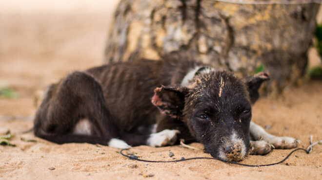 βέροια-συνελήφθη-84χρονος-μετά-από-κατα-563133808
