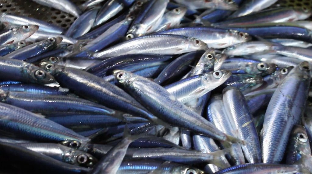 Δεν είναι μόνο ο λαγοκέφαλος: Περισσότερα από 260 ξενικά είδη στις ελληνικές θάλασσες-3