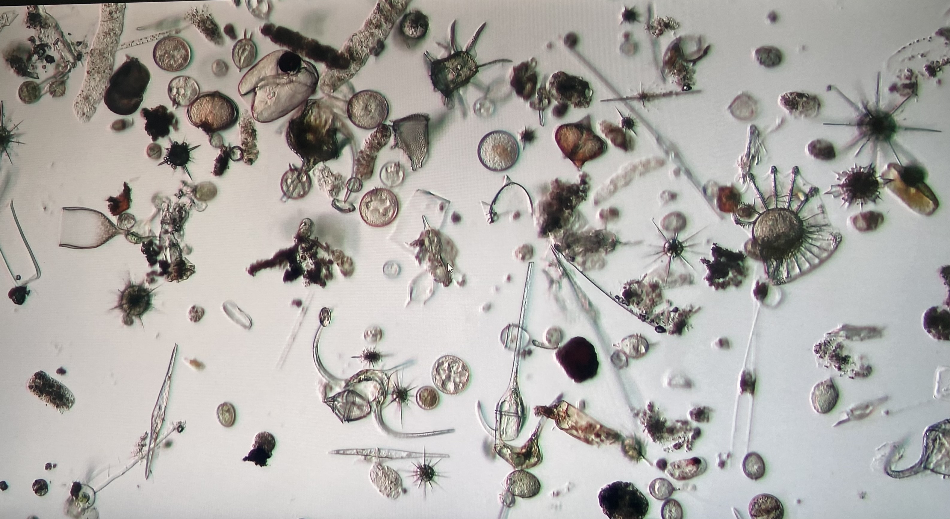 Ενα πλωτό «κουκούτσι ελιάς» ερευνά τις ελληνικές ακτές-7