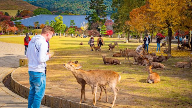 ιαπωνία-γιατί-τα-ελάφια-της-νάρα-λατρε-563139100
