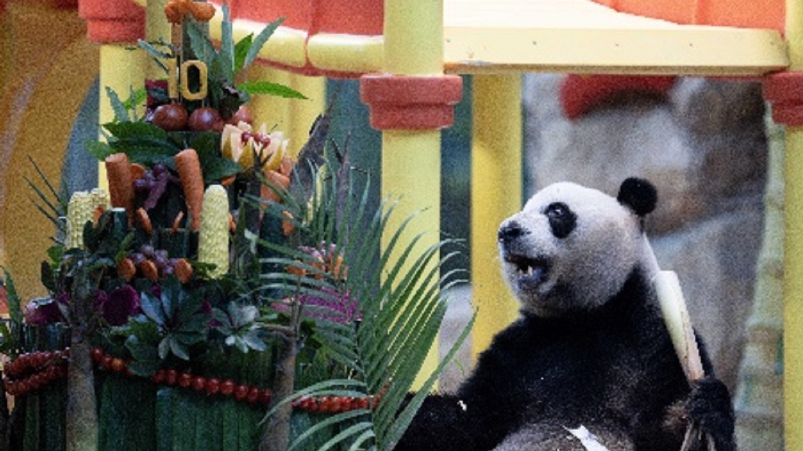 Κίνα: Τα μοναδικά τρίδυμα πάντα στον κόσμο γιόρτασαν τα 10α γενέθλιά τους-1