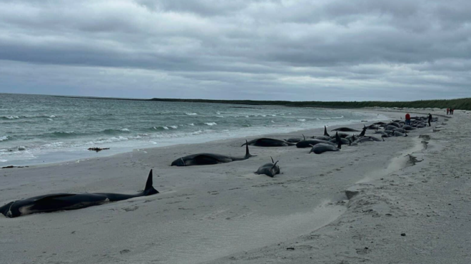 σκωτία-τουλάχιστον-65-μαυροδέλφινα-εξό-563121919
