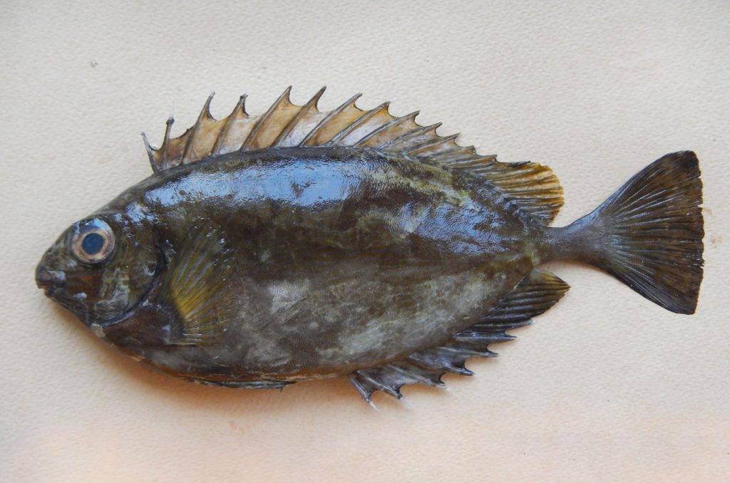 Δεν είναι μόνο ο λαγοκέφαλος: Περισσότερα από 260 ξενικά είδη στις ελληνικές θάλασσες-4