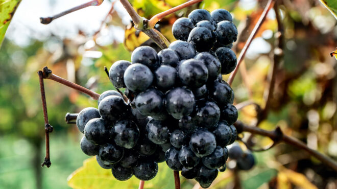 vitis-vinifera-ας-γνωρίσουμε-τον-αυγουστιάτη-563119651