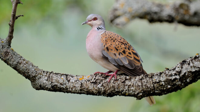 μην-πυροβολείτε-τα-τρυγόνια-563133865