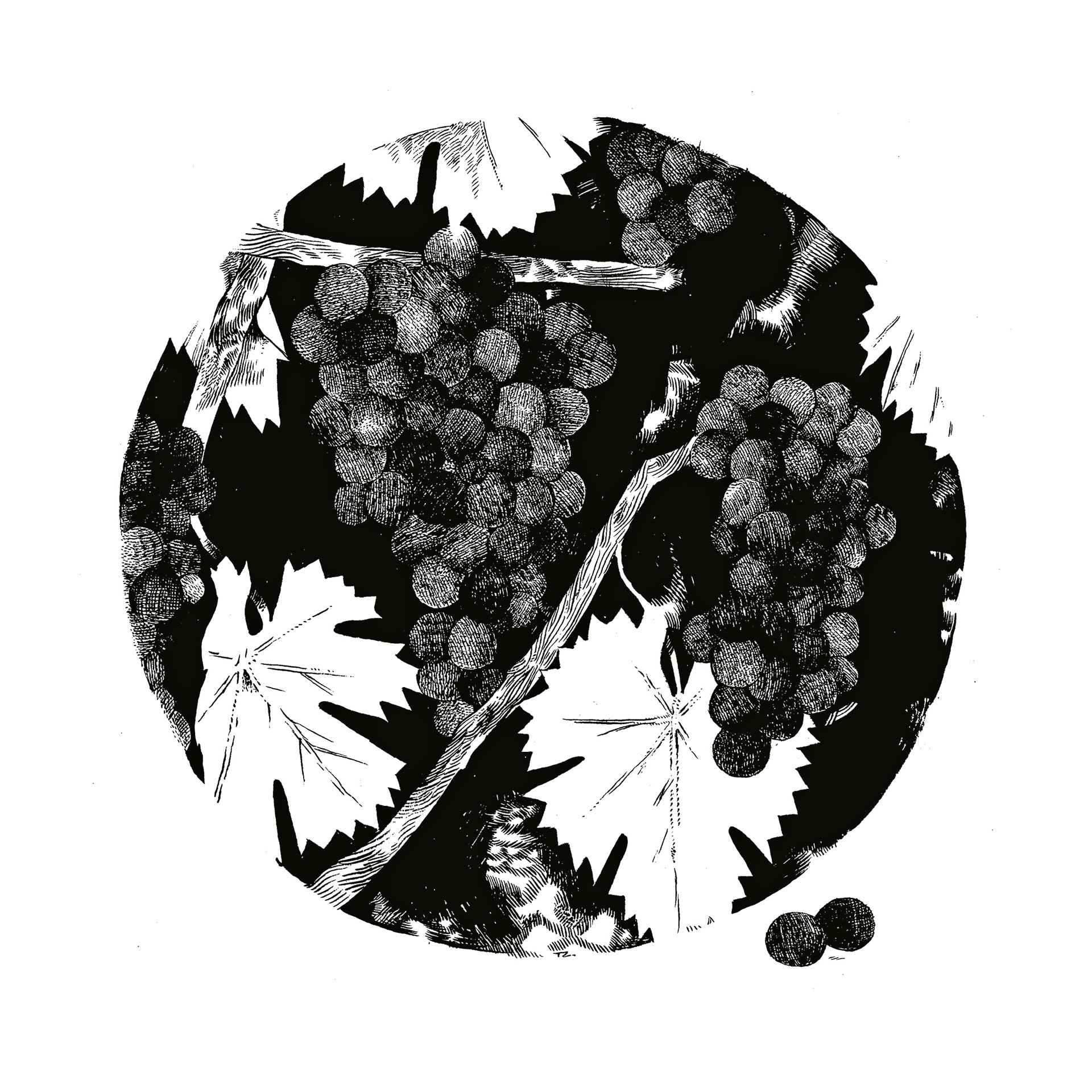 Κρητικός αμπελώνας: Ο μαρουβάς του Νίκου Ψιλάκη-1