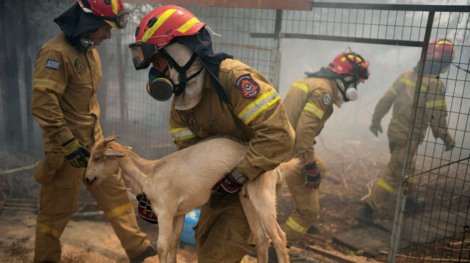 πώς-να-σώσετε-τα-κατοικίδιά-σας-σε-περί-563110015