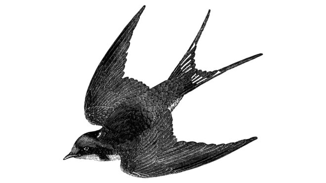 γιατί-δεν-βλέπουμε-πια-χελιδόνια-στην-563121553