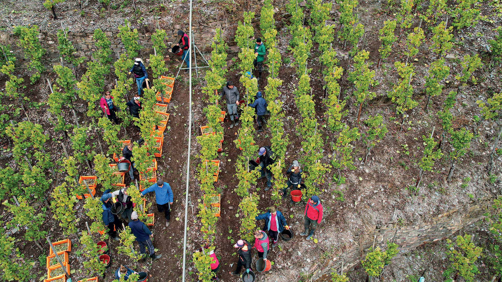 Dr. Loosen, ο κορυφαίος οινοποιός του Μοζέλλα-3