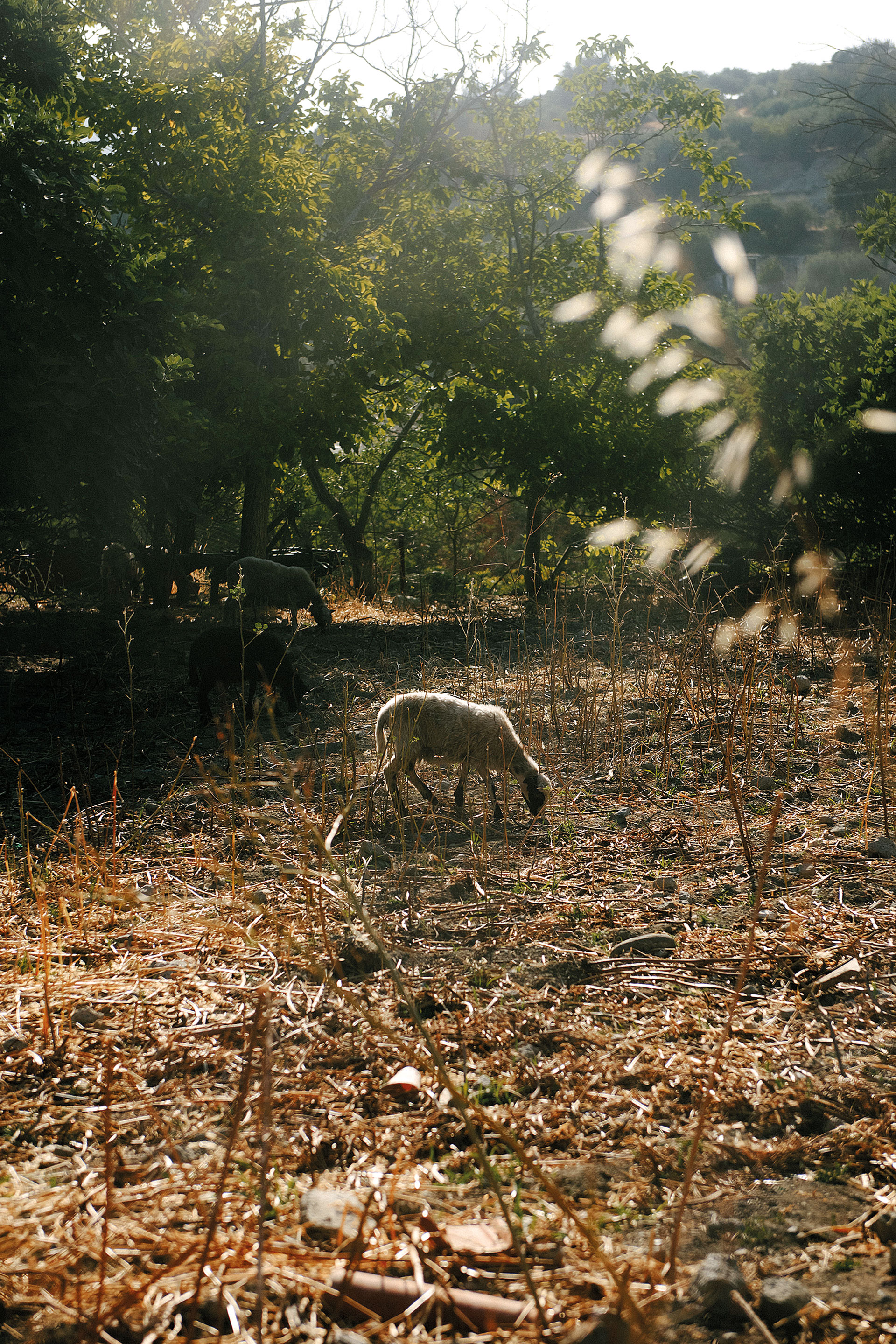 Μιχάλη Αλμπάτη, μιλάνε τα αγόρια με τους νεκρούς στην Κρήτη;-2