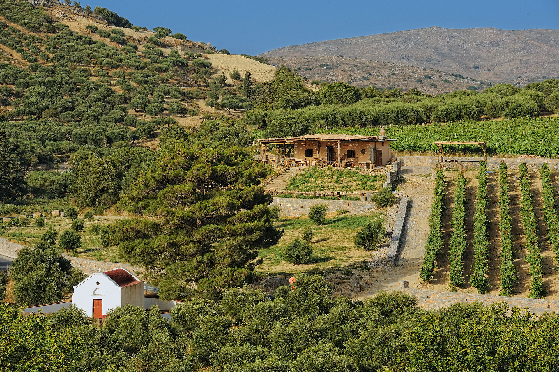 Κρητικός αμπελώνας: 55 αιώνες σε 9 λεπτά ανάγνωσης-13