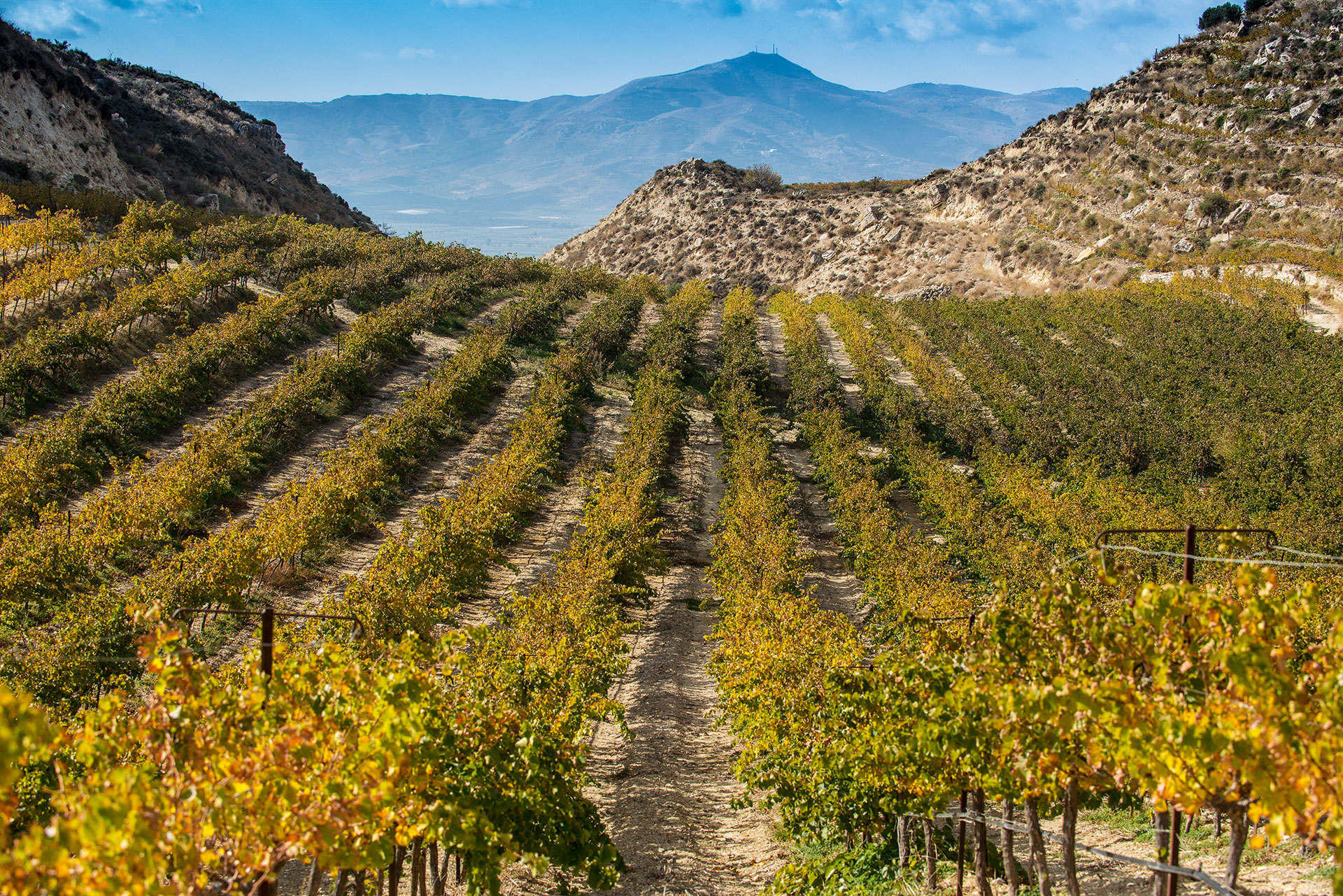 Κρητικός αμπελώνας: 55 αιώνες σε 9 λεπτά ανάγνωσης-5