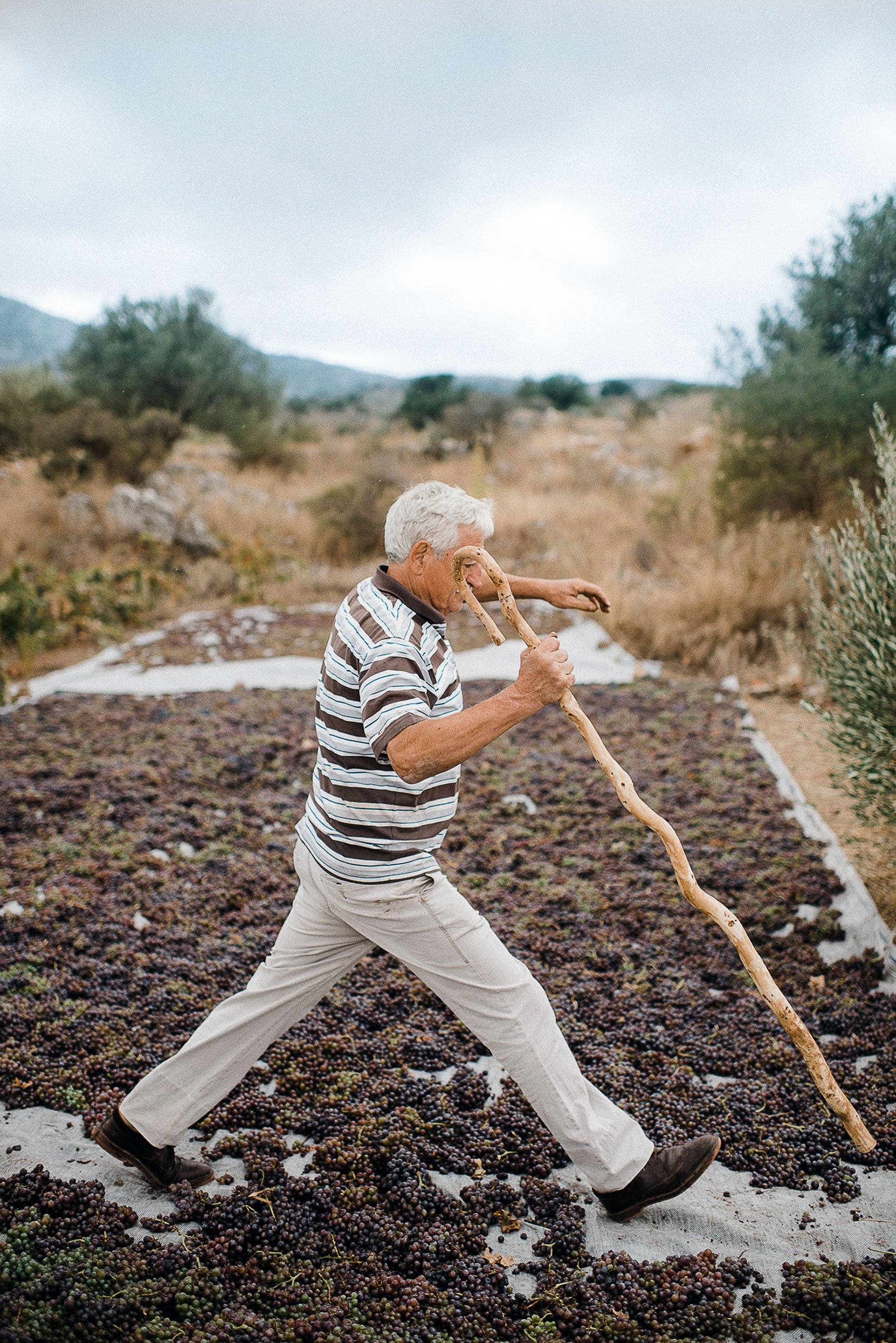 Κρητικός αμπελώνας: 55 αιώνες σε 9 λεπτά ανάγνωσης-11