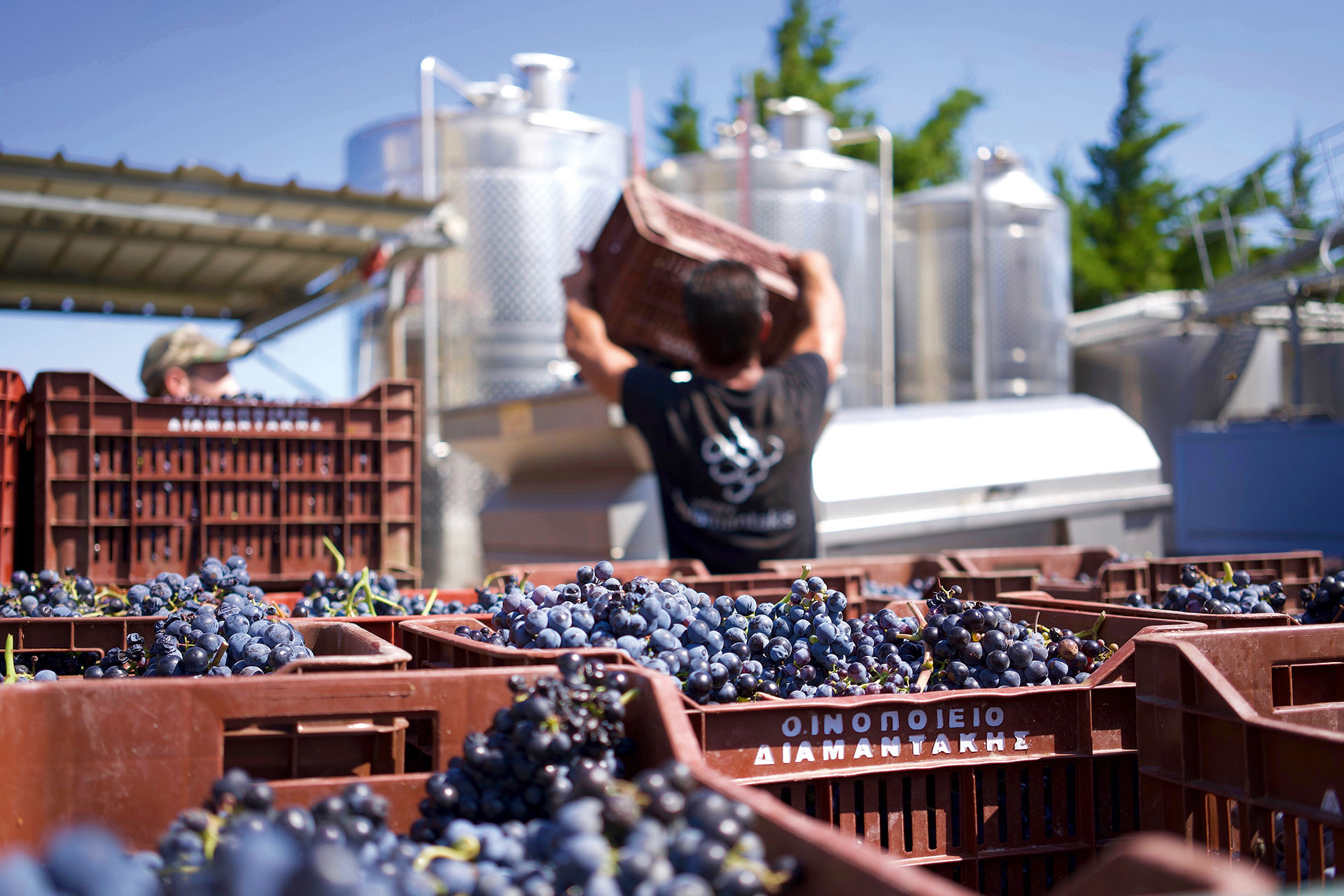 Κρητικός αμπελώνας: 55 αιώνες σε 9 λεπτά ανάγνωσης-12