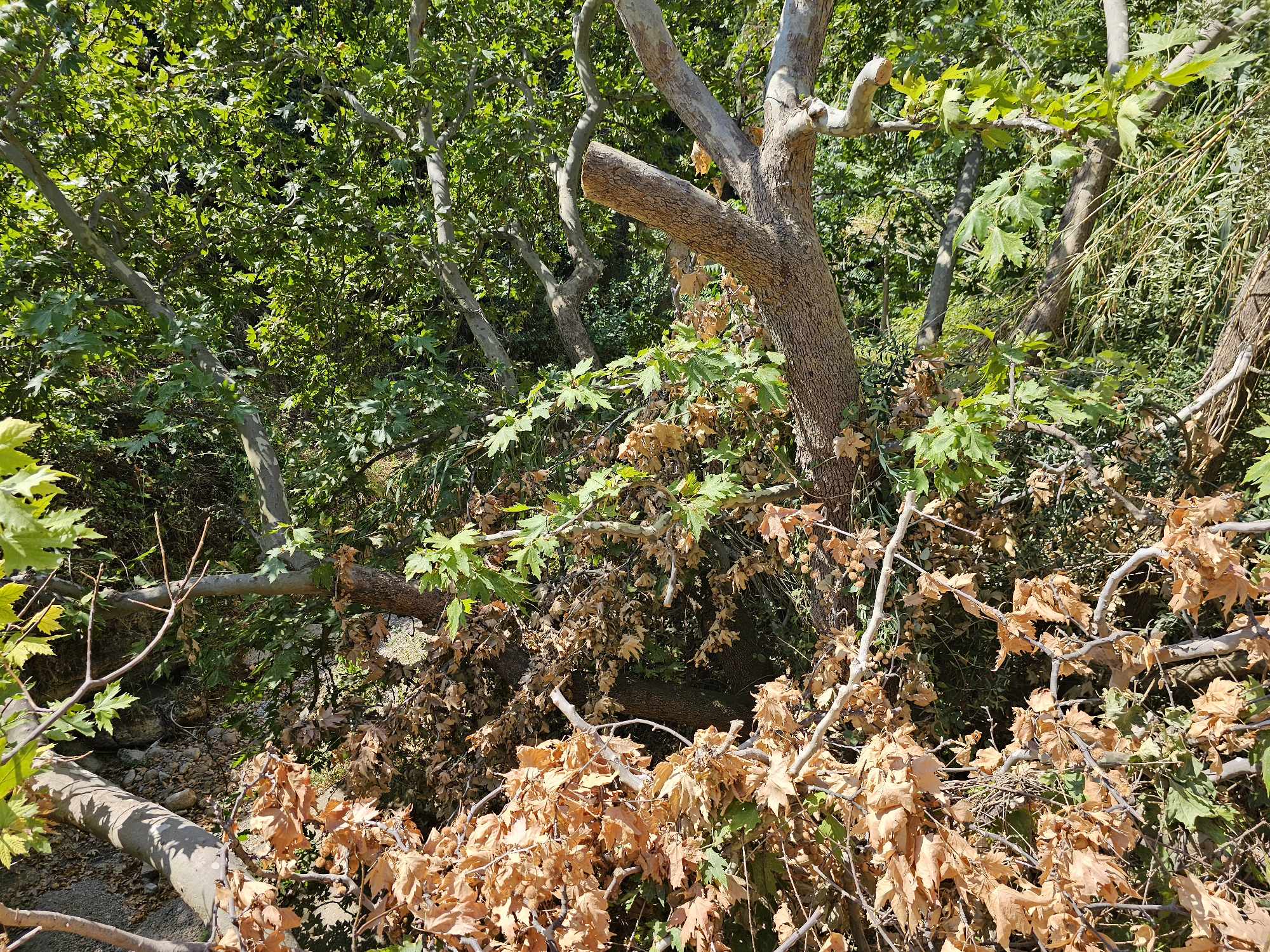 Το μπαλάκι των ευθυνών πάνω από τις στάχτες των πυρκαγιών σε Πάτρα και Μενίδι-1