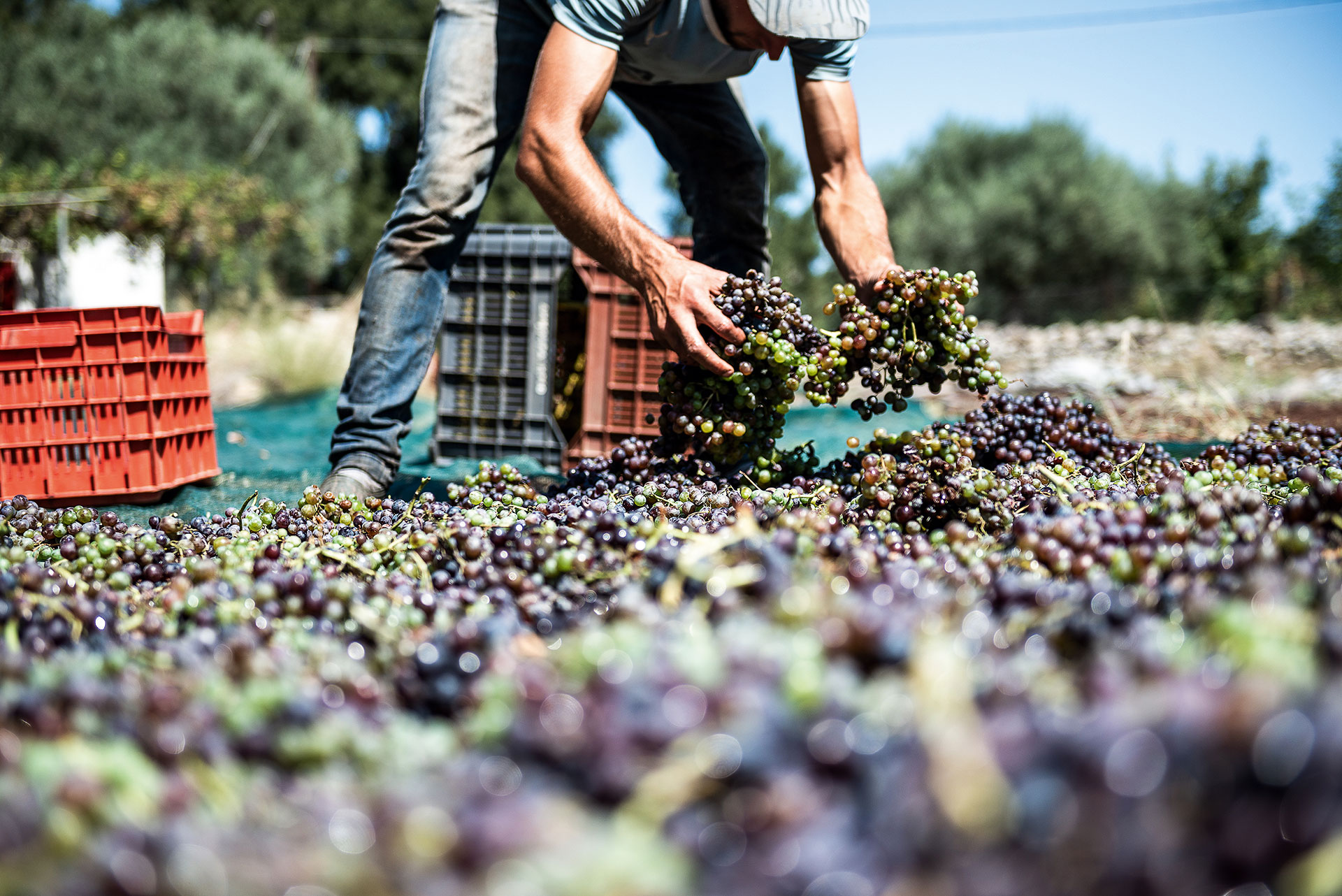 Κρητικός αμπελώνας: 55 αιώνες σε 9 λεπτά ανάγνωσης-16