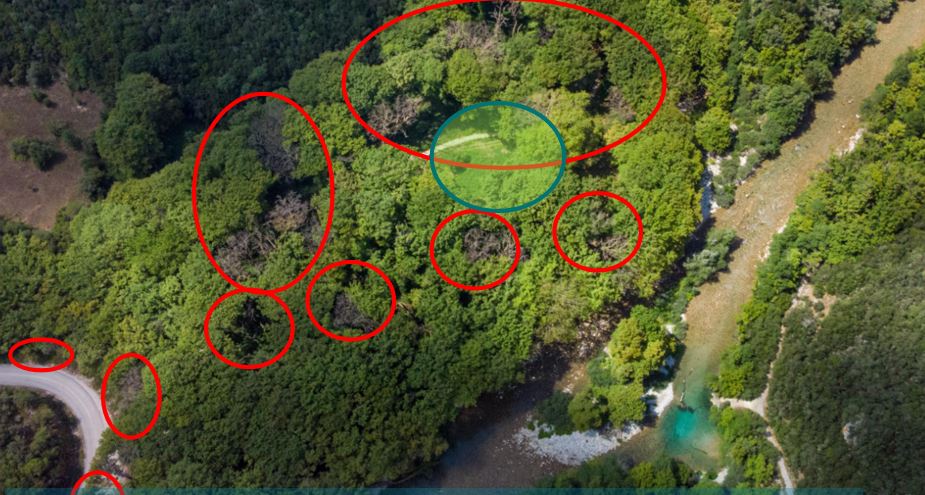 Τα πλατάνια της Ηπείρου υποφέρουν από έλκος-1