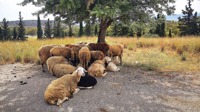 κρούσμα-πανώλης-και-στην-αττική-πανε-563150506