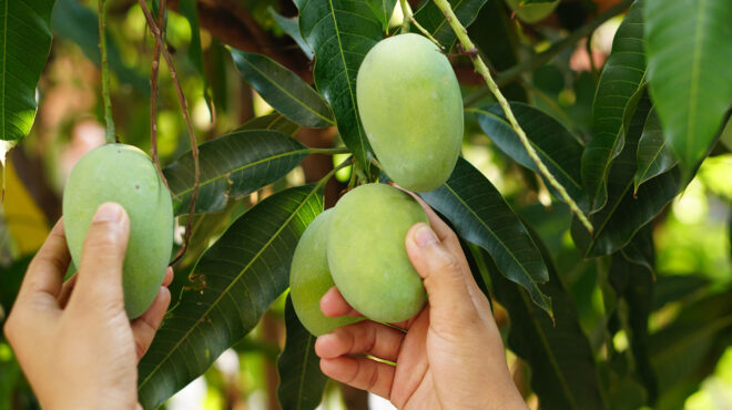 πρώτη-συγκομιδή-μάνγκο-στην-πελοπόνν-563114509