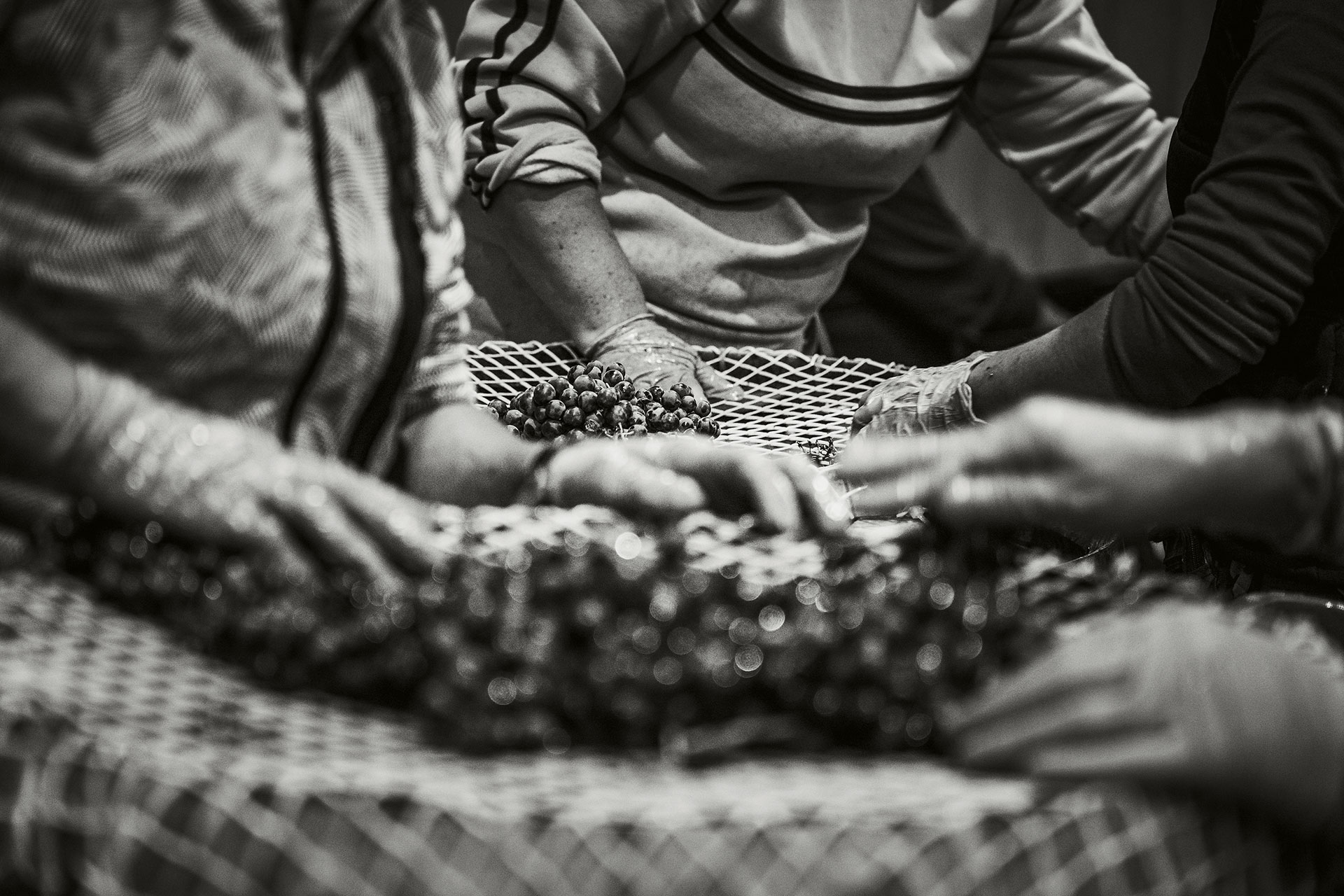 O star sommelier σε ρόλο οινοποιού-3