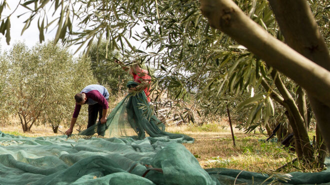 ελληνικά-ελαιόλαδα-κινδυνεύουν-με-απ-563145088
