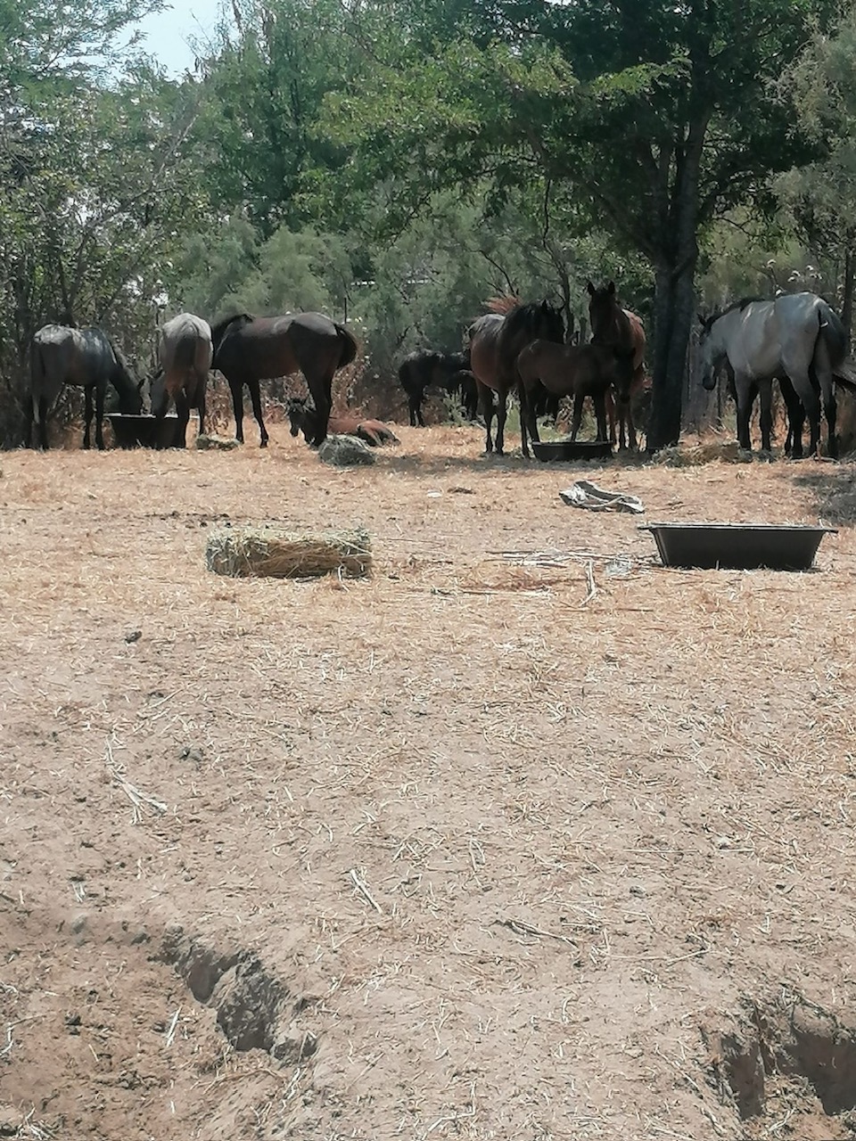 Αγώνας για να διασωθούν τα άγρια άλογα στο Δέλτα του Εβρου-7