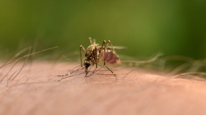 ιός-δυτικού-νείλου-πενταπλασιάστηκα-563141890