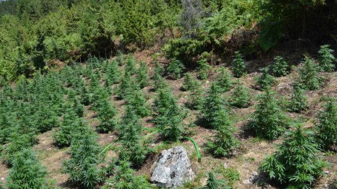κοζάνη-εντοπίστηκε-φυτεία-κάνναβης-μ-563148082