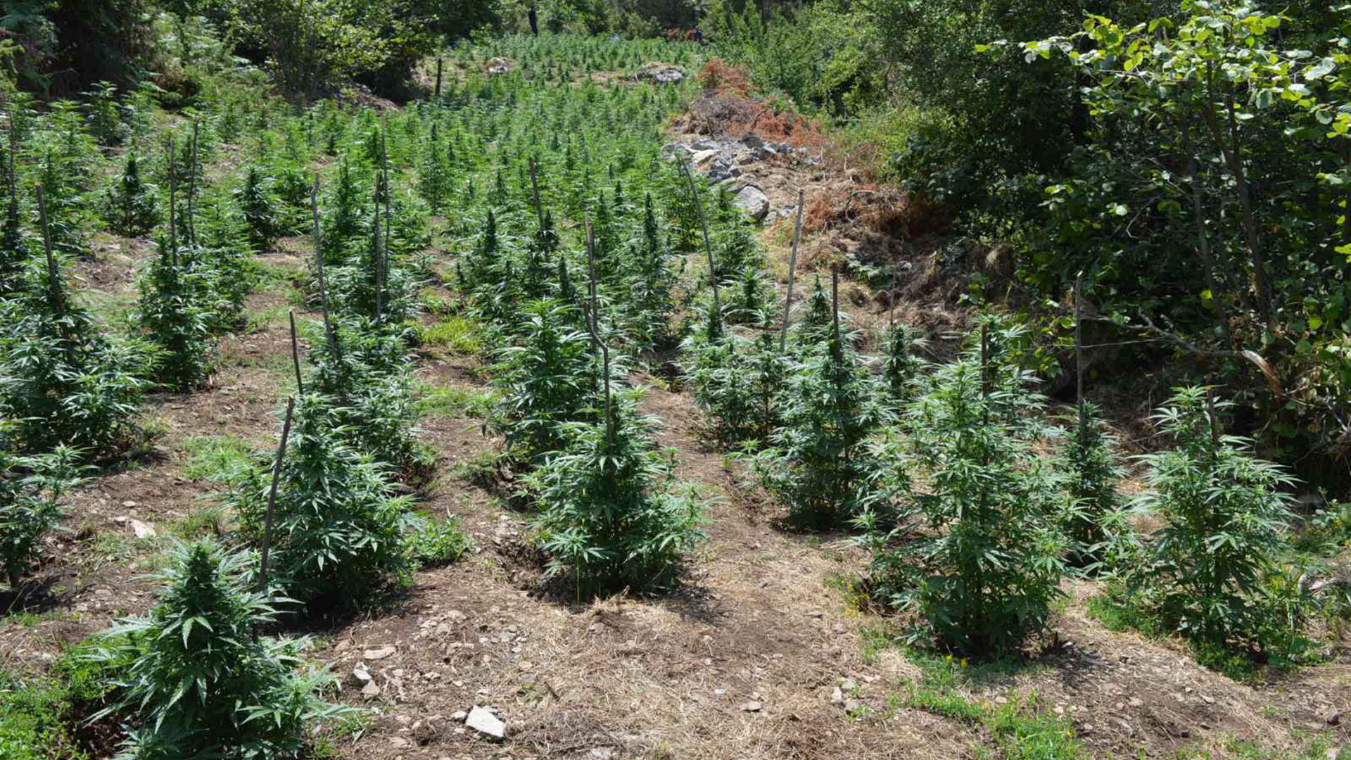 Κοζάνη: Εντοπίστηκε φυτεία κάνναβης με 958 δενδρύλλια – Τρεις συλλήψεις-3