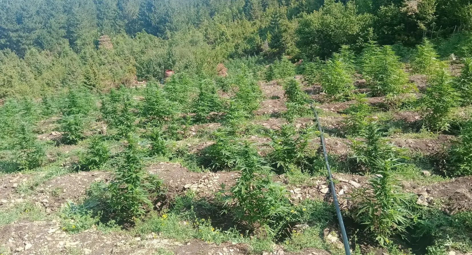 Κοζάνη: Εντοπίστηκε φυτεία κάνναβης με 958 δενδρύλλια – Τρεις συλλήψεις-1