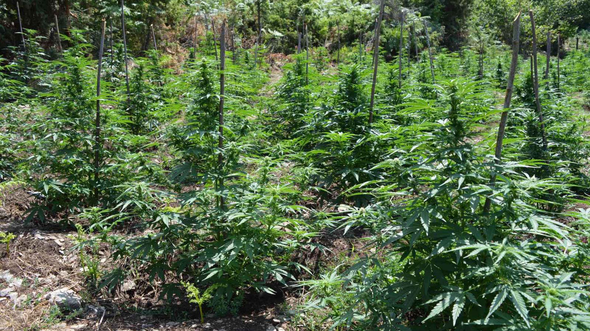 Κοζάνη: Εντοπίστηκε φυτεία κάνναβης με 958 δενδρύλλια – Τρεις συλλήψεις-5