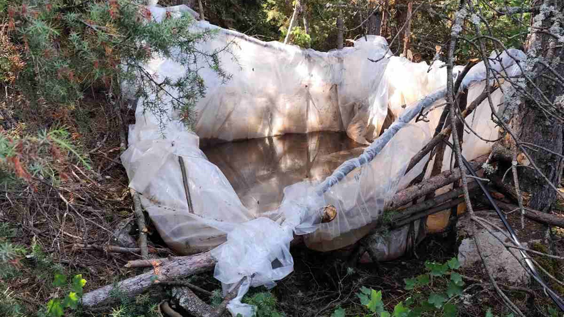 Κοζάνη: Εντοπίστηκε φυτεία κάνναβης με 958 δενδρύλλια – Τρεις συλλήψεις-4