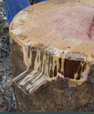 Τα πλατάνια της Ηπείρου υποφέρουν από έλκος-2