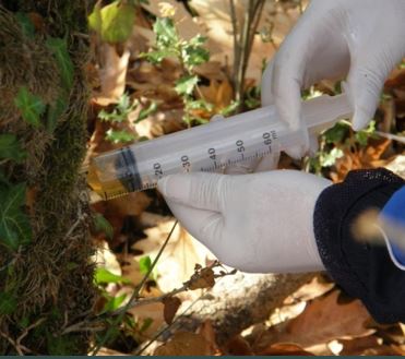 Τα πλατάνια της Ηπείρου υποφέρουν από έλκος-3