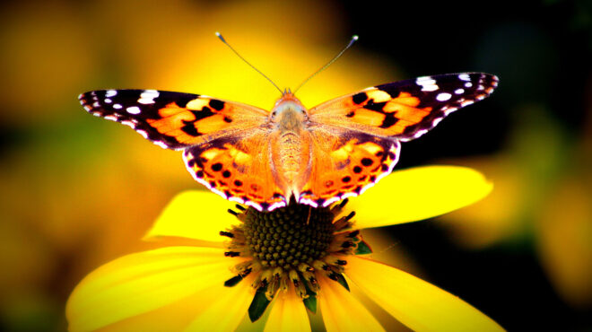 πώς-λίγες-πεταλούδες-πέταξαν-πάνω-από-563104648