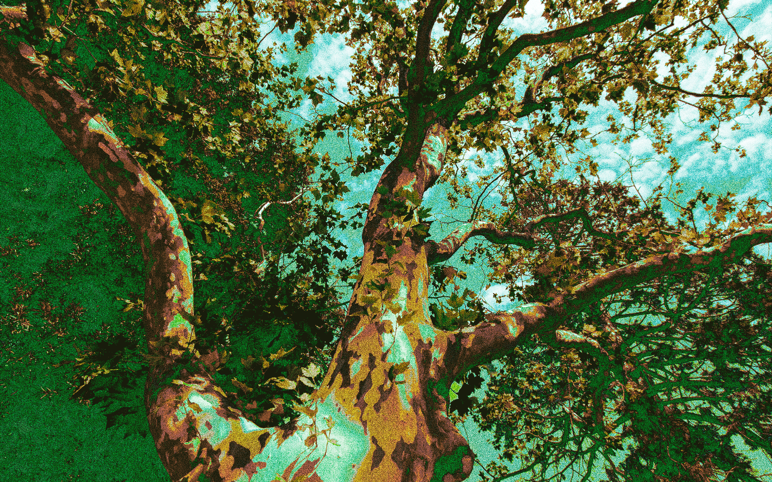 τα-πλατάνια-της-ηπείρου-υποφέρουν-από-563117296