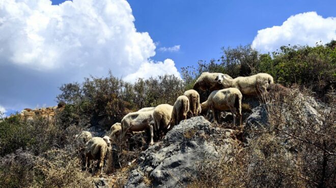 πανώλη-αιγοπροβάτων-πρώτο-κρούσμα-στ-563149669