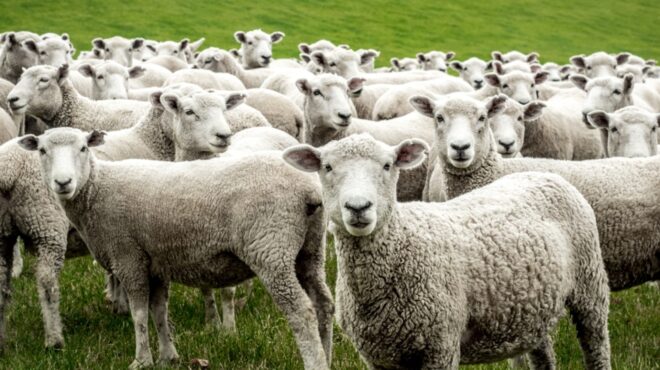 θεσσαλία-πανώλη-των-αιγοπροβάτων-σε-λ-563133805