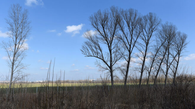 ορφανή-η-σφαίρα-στον-εβρο-563147872